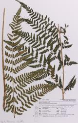 Dryopteris inaequalis. Herbarium specimen of self-sown plant from Kerikeri, AK 28400, showing 3-pinnate frond with enlarged basal basiscopic secondary pinnae, and sori arranged in one row either side of costae.
 Image: Auckland Museum © Auckland Museum All rights reserved